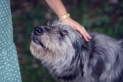 Фурри собрали восемь миллионов рублей для помощи пожилым собакам