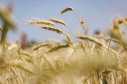 Россия заняла первое место по экспорту двух видов агропродукции
