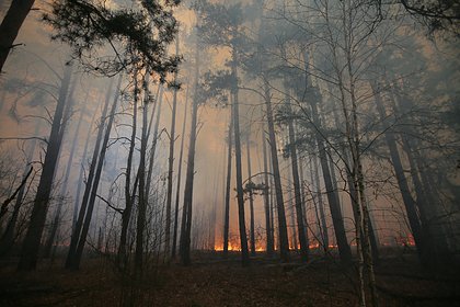 В результате атаки ВСУ под Энергодаром возобновился лесной пожар