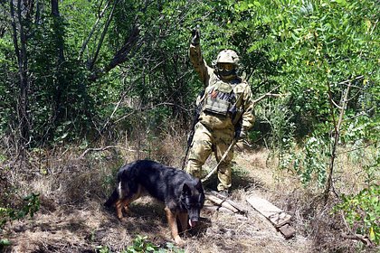 Служебная собака помогла росгвардейцам найти три схрона ВСУ в ДНР