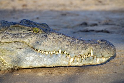 Сотни крокодилов захватили улицы Мексики