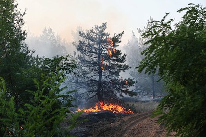 В одном из районов Севастополя загорелись лес и трава