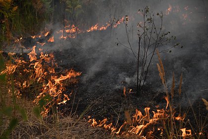 Между Анапой и Абрау-Дюрсо возник мощный лесной пожар. Огонь распространяется из-за сильного ветра, людей эвакуируют