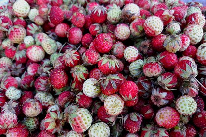 В России предложили  выращивать ягоды с помощью нейросетей