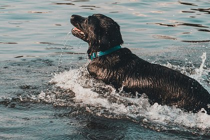 Собака выпрыгнула из лодки и проплыла шесть километров за пять часов