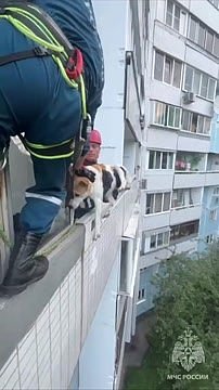 Просидевшую на балконе два дня собаку спасли в Москве