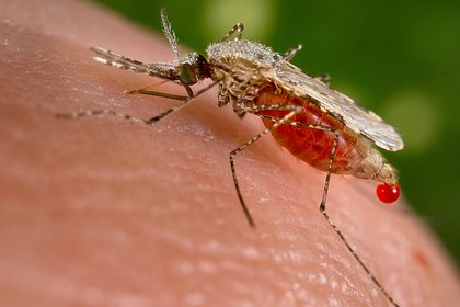 Россиянам назвали неожиданный способ защиты от комаров