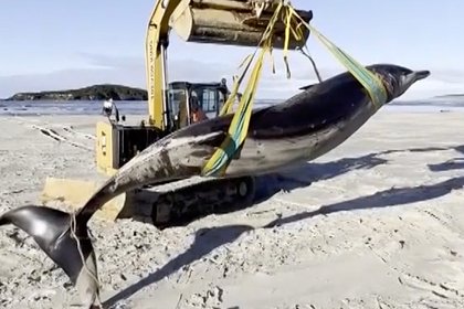 Тушу редчайшего лопатозубого кита нашли на берегу
