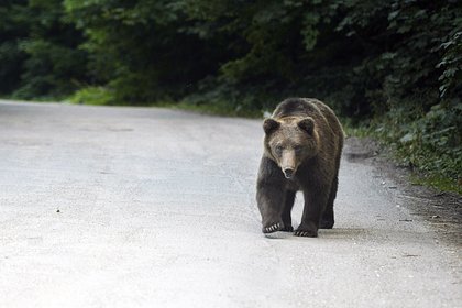 В Румынии решили отстрелять 1000 медведей после нападения на 19-летнюю девушку