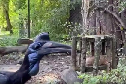 В российском зоопарке показали необычный способ спасения животных и птиц от жары