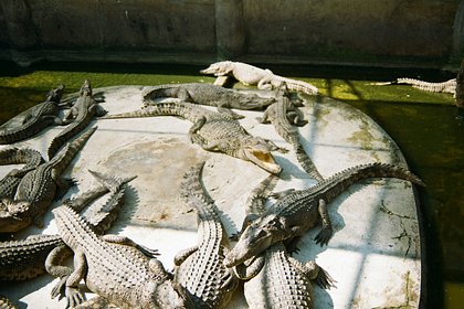 Мать позволила четырехлетней дочери играть с сотнями крокодилов