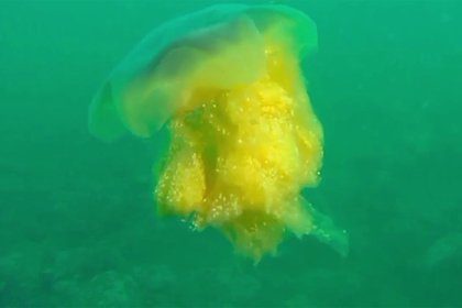 Российский водолаз снял на видео медузу-гиганта с «золотой гривой»