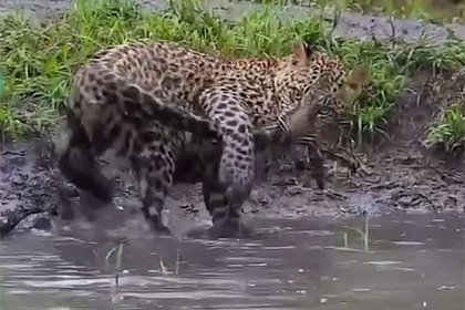 Леопард поймал на рыбалке собственный хвост и попал на видео