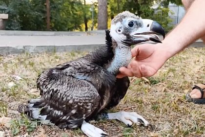 В российском зоопарке вылупился птенец редкой птицы