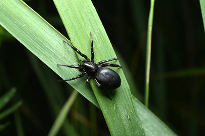 Россиян предупредили об опасных последствиях укусов пауков