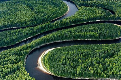 В России выросла площадь поглощающих парниковые газы лесов