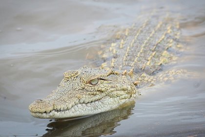 В российской реке заметили полутораметрового крокодила