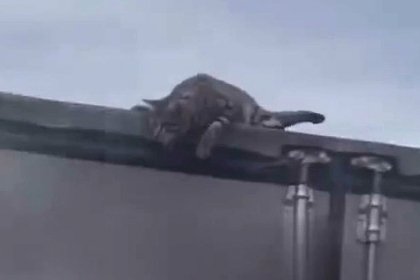 Кот проехал всю Кемеровскую область на крыше грузовика