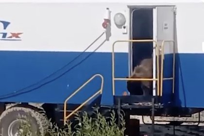 В России вахтовики застали в вагончике голодного хищного зверя и сняли его на видео