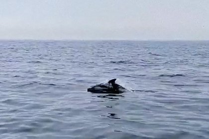 Редкий белобокий дельфин в России попал на видео