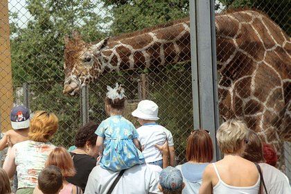 Умер жираф-долгожитель Самсон из Московского зоопарка