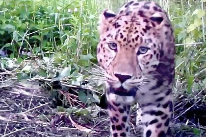 Леопард с большим животиком попал на видео