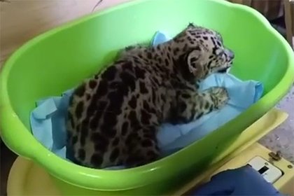В российском зоопарке родились детеныши снежного барса