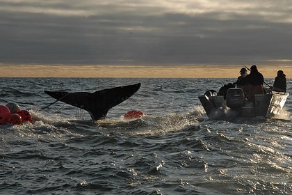 Названы лучшие места для наблюдения за китами в России
