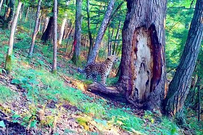 Леопард встал на задние лапы, грациозно поточил когти об дерево и попал на видео