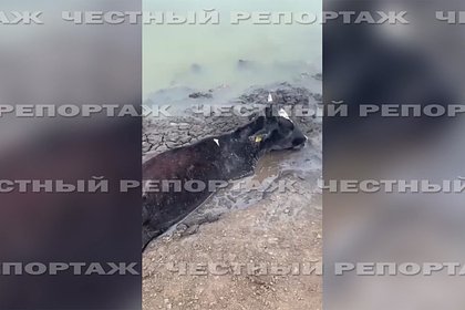 Попавшую в болото корову вытащили трактором в российском селе
