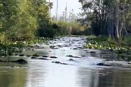150 аллигаторов собрались в одном болоте по неизвестной причине