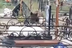 Медведь утолил голод на российском кладбище и попал на видео