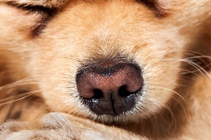 В России пропавших собак будут искать через новое приложение по фотографии носа