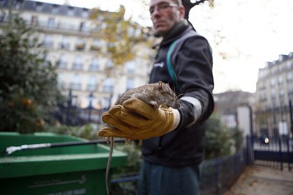 В разгар Олимпиады на улицы Парижа выбрались гигантские крысы
