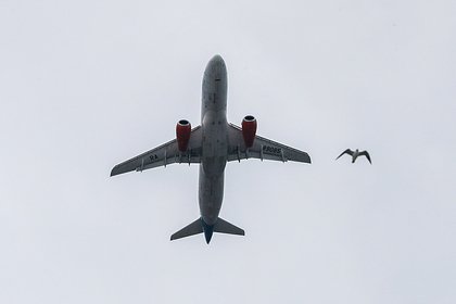 Российский пассажирский самолет ушел на второй круг из-за птиц на взлетной полосе