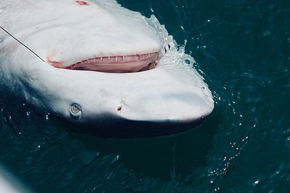 Рыбацкая команда поймала 224-килограммовую тупорылую акулу и установила новый рекорд