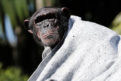 У шимпанзе обнаружили способность произносить слова