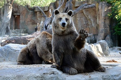 В российском зоопарке поселились медведи-молодожены