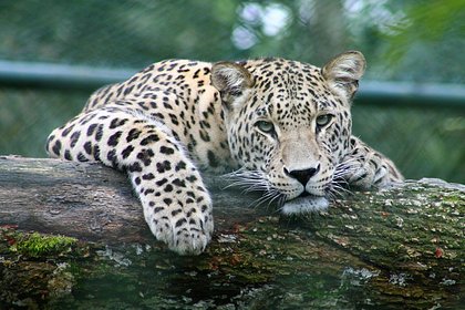 Упитанный леопард-эстет потерся о скалы, заявил о себе и попал на видео
