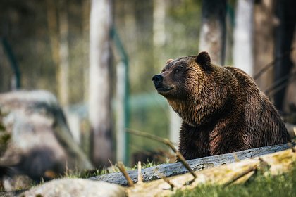 Утащивший печеньки рыбаков медведь завалился рядом с палатками и поел