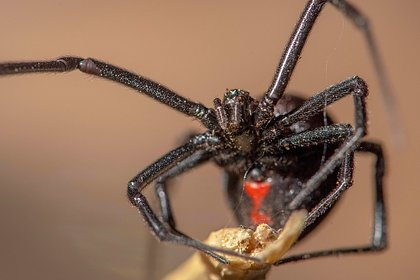 Москвичка купила клубнику и нашла в ней опасного для людей ядовитого паука