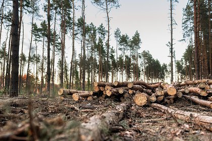 Информация о лидерстве России по объему уничтожения деревьев оказалась недостоверной