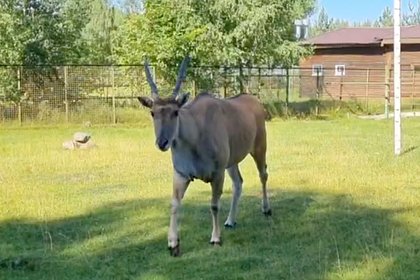 Самых крупных антилоп в мире показали в Ярославском зоопарке