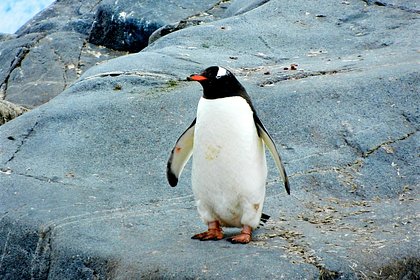 Пингвин сбежал из зоопарка и поселился в Черном море