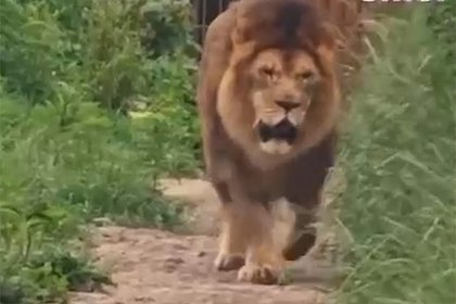 Модельная походка льва из Приморья попала на видео