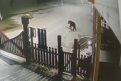 Медведь вынес мусорный бак из гостиницы и украл дыню