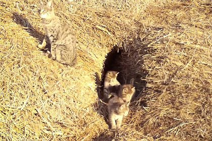 Прогулка котят редкого животного в российском заказнике попала на видео