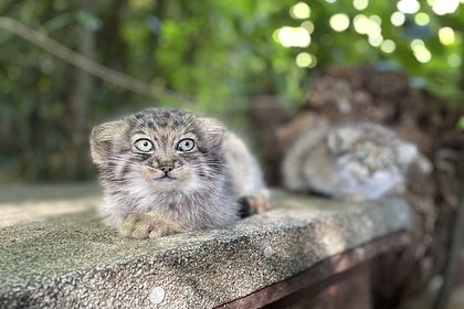 Одного из самых скрытных хищников в мире сняли на Алтае с четырьмя детенышами