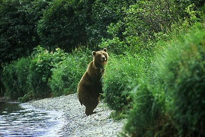 Медведь растерзал возвращавшегося ночью домой рыбака в российском регионе