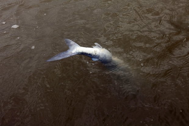 Вводная картинка